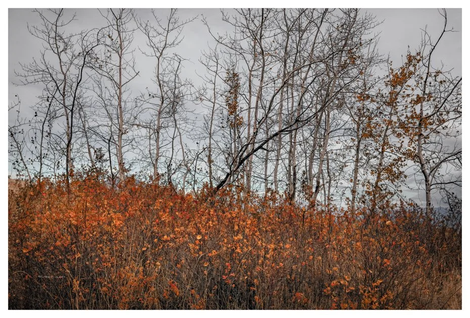 0473trees.jpg