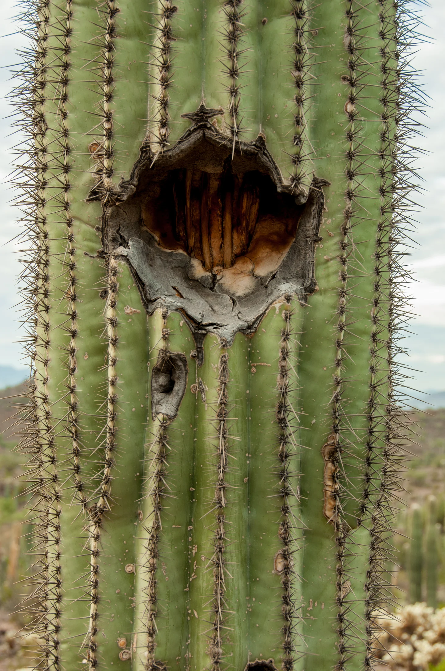 Saguaro