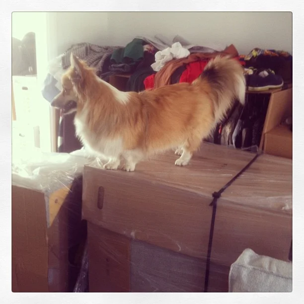 lemon the corgi.jpg