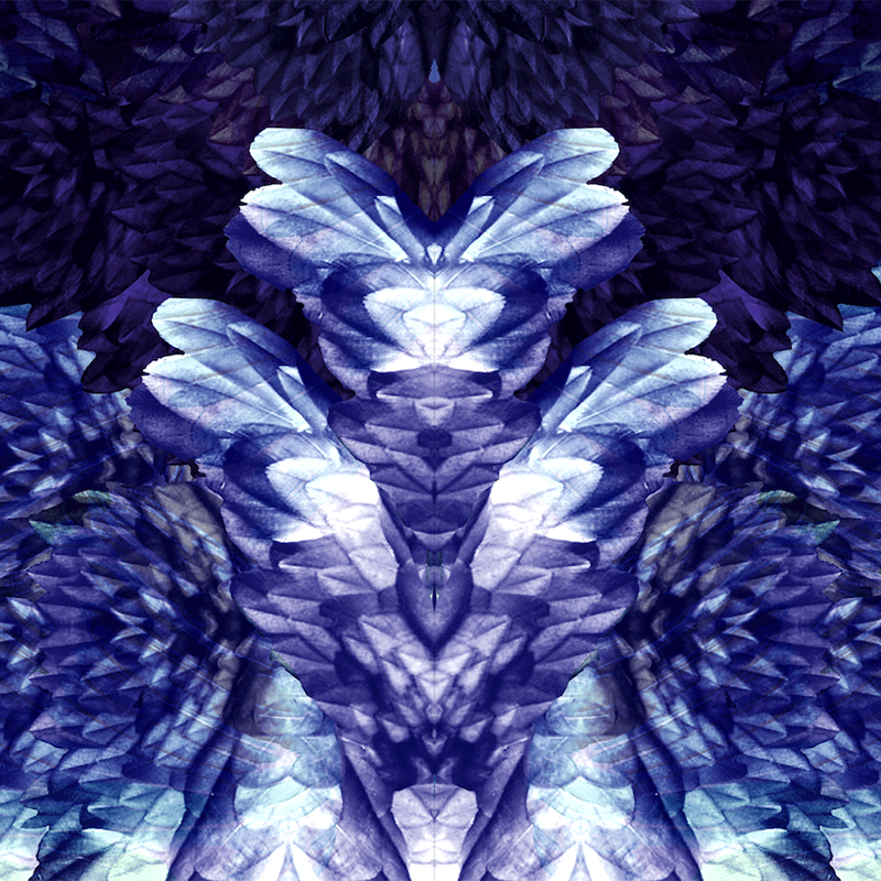jnh-print-wings2.gif