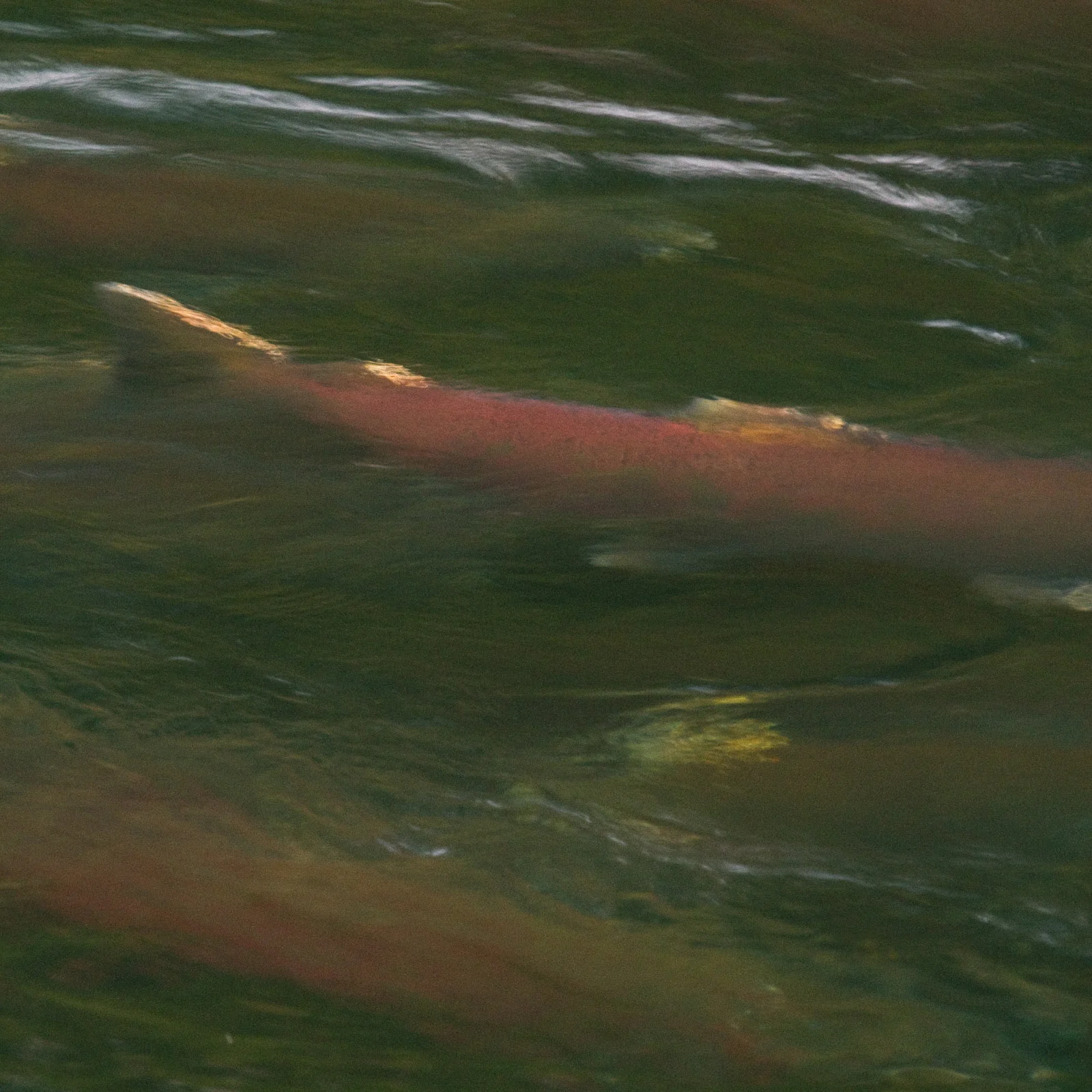 Salmon waiting to spawn in Fall Creek, Oregon. Salmon feed entire ecosystems when they return to their natal rivers. From animals to humans to insects to streamside vegetation.