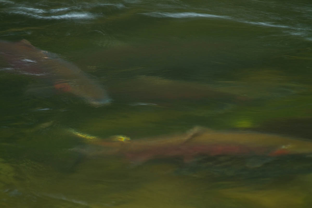 Salmon waiting to spawn in Fall Creek, Oregon. Salmon feed entire ecosystems when they return to their natal rivers. From animals to humans to insects to streamside vegetation.