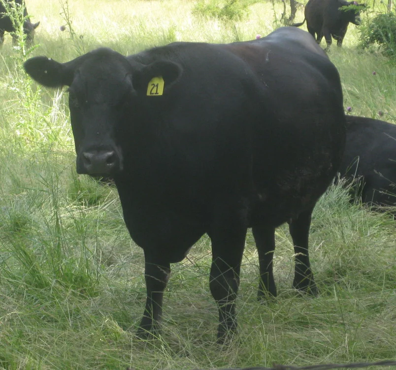 steer.jpg