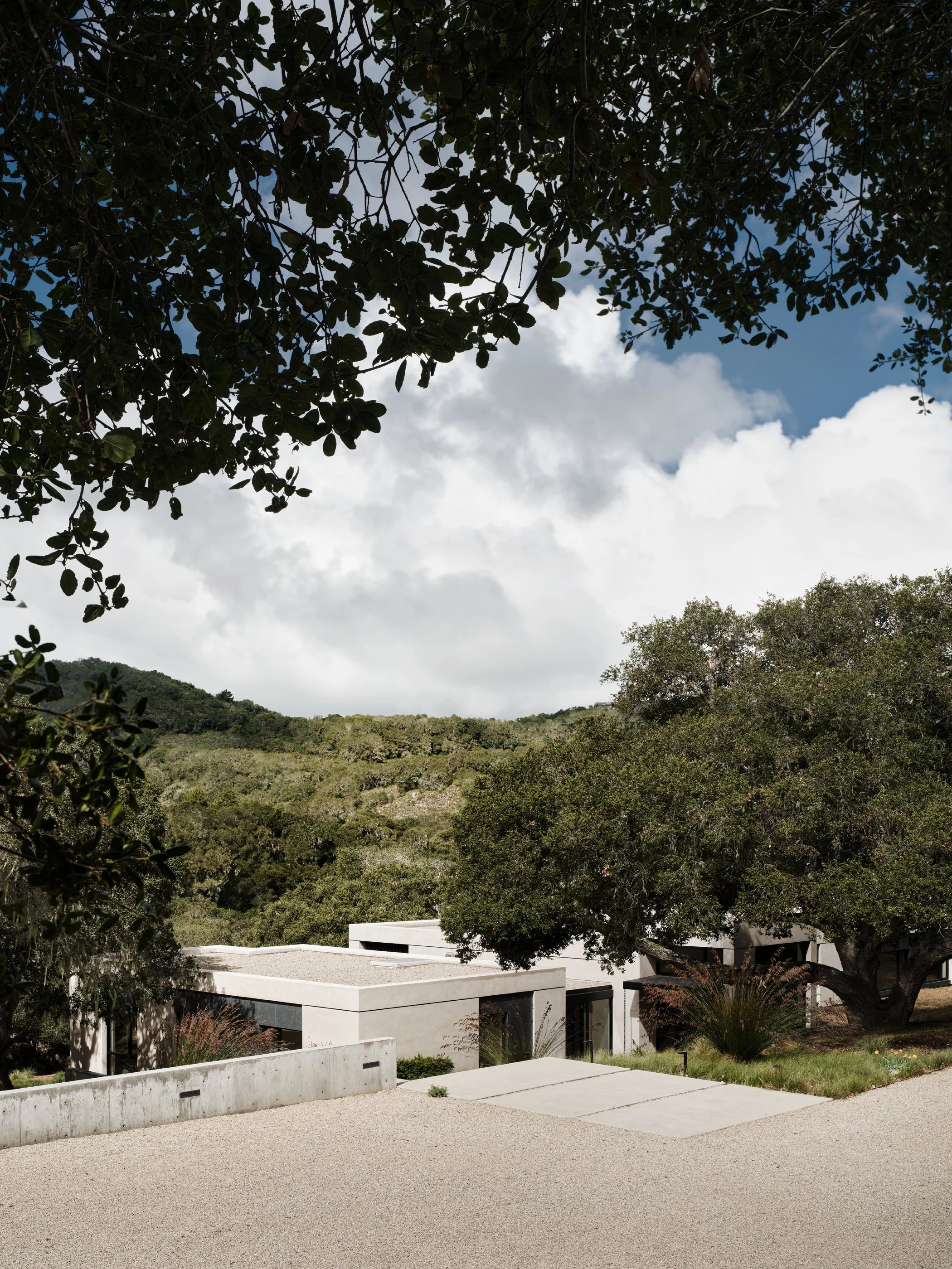 Live Oak 6.jpg