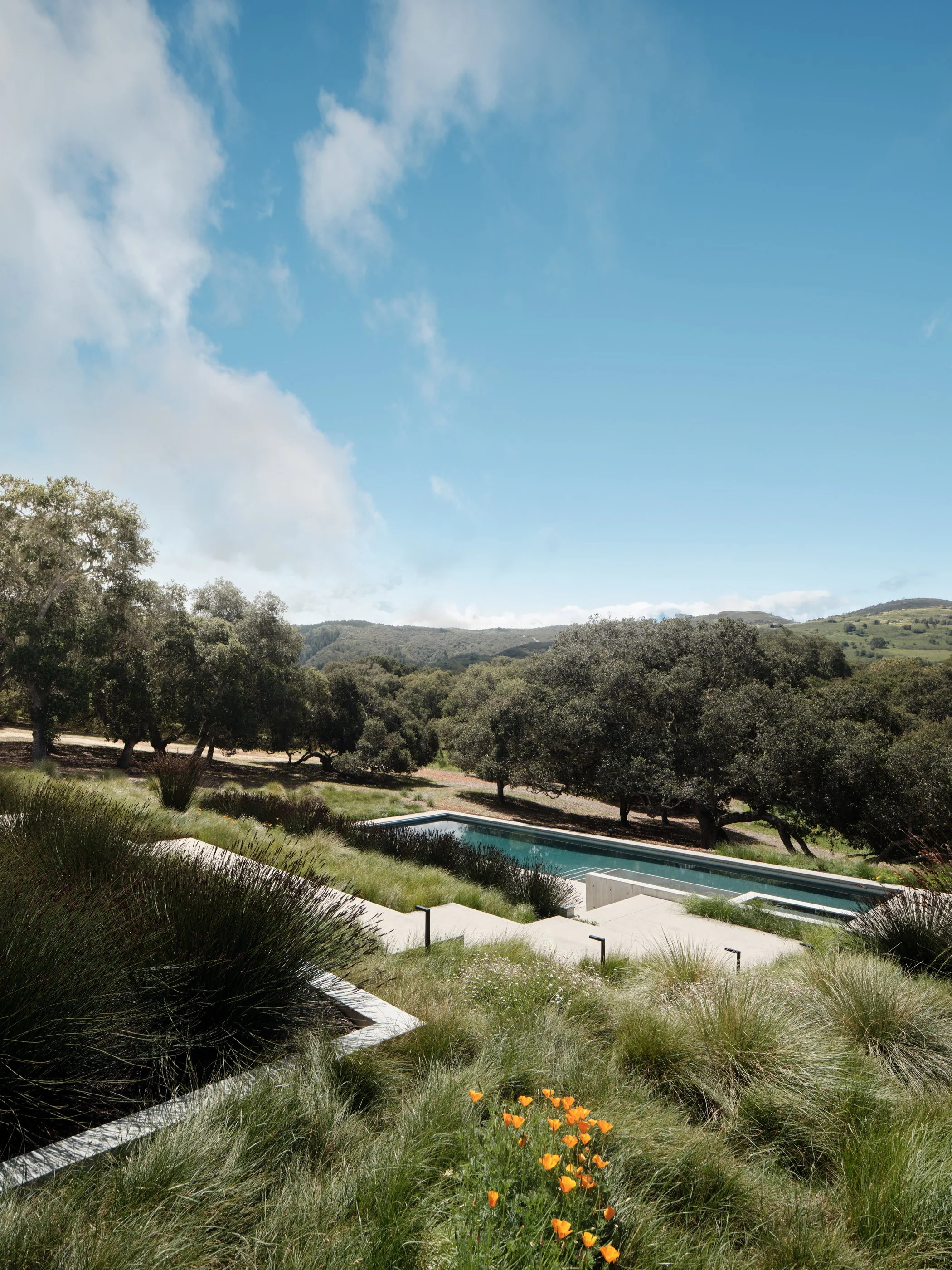 Live Oak 11.jpg