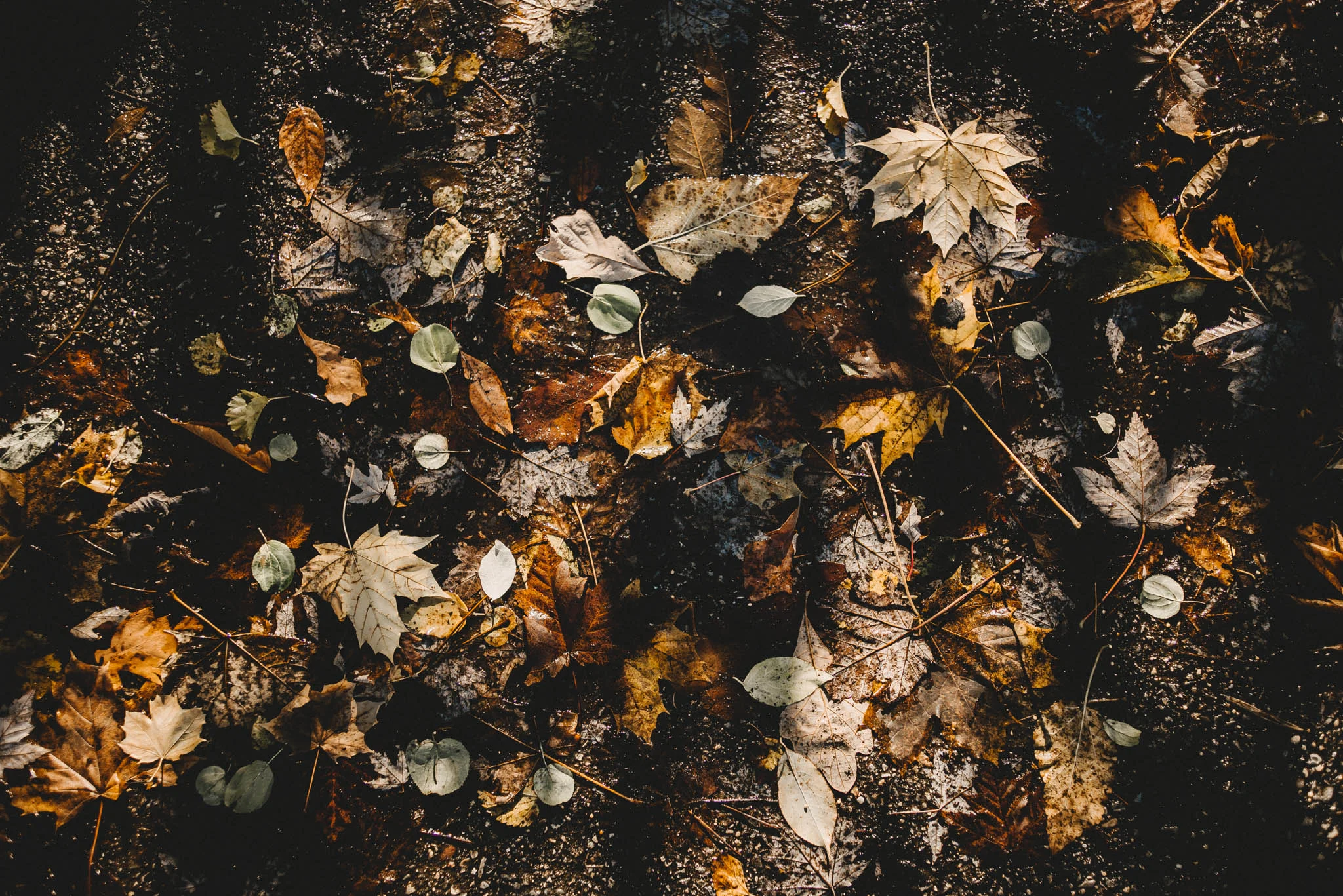 Orange | Michigan Photographer & Filmmaker