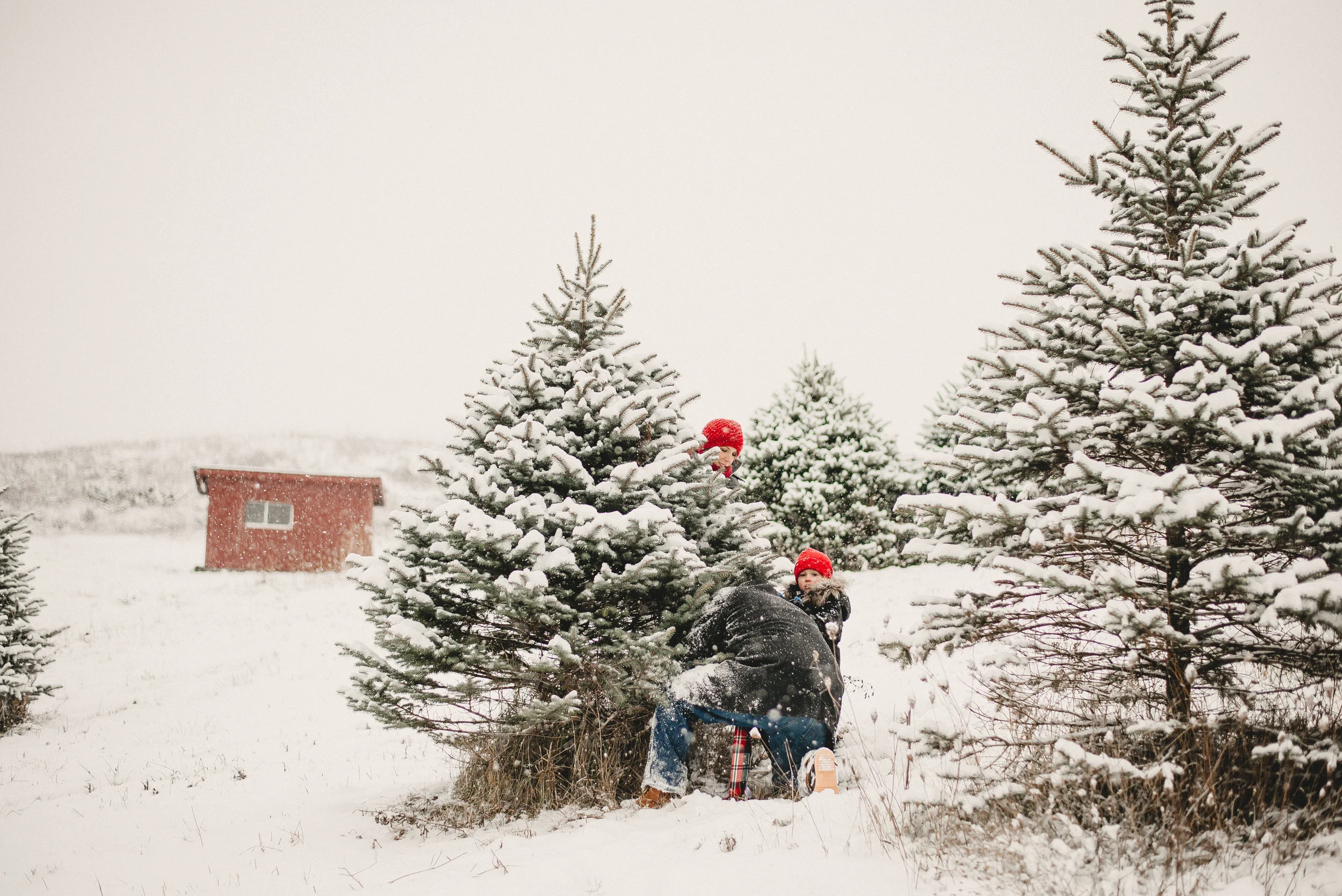 A Family Nicklas Tree Farm Metamora Mi Emilee Rose Films