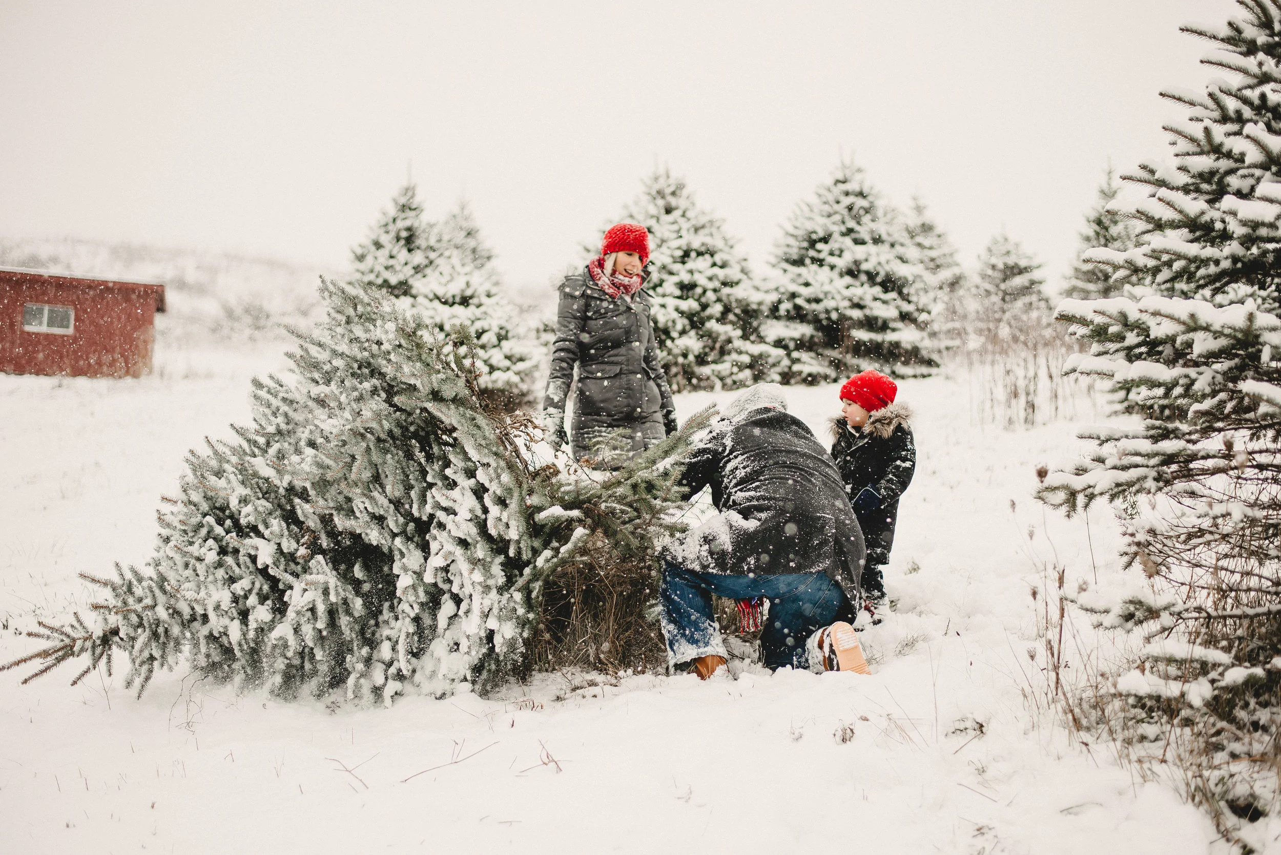 A Family Nicklas Tree Farm Metamora Mi Emilee Rose Films