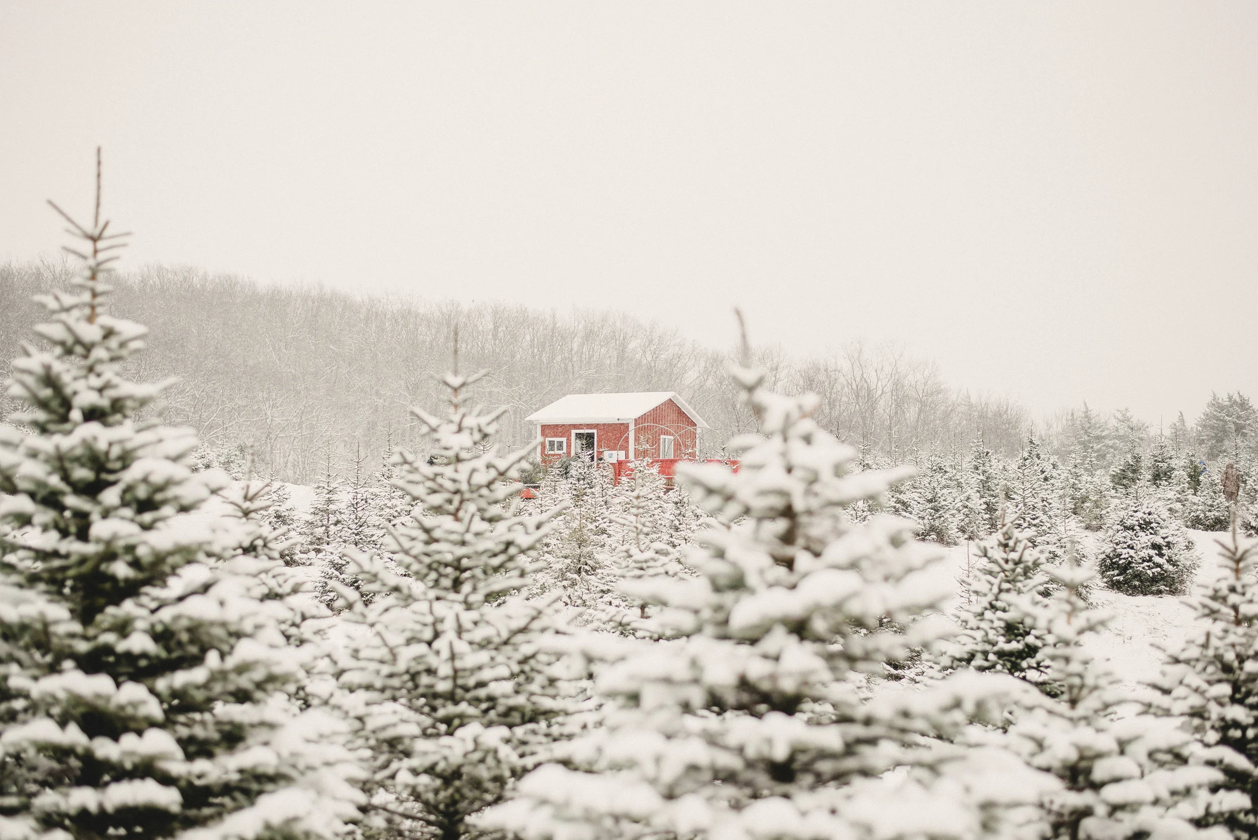 A. Family Nicklas Tree Farm Metamora, MI — Emilee Rose Films