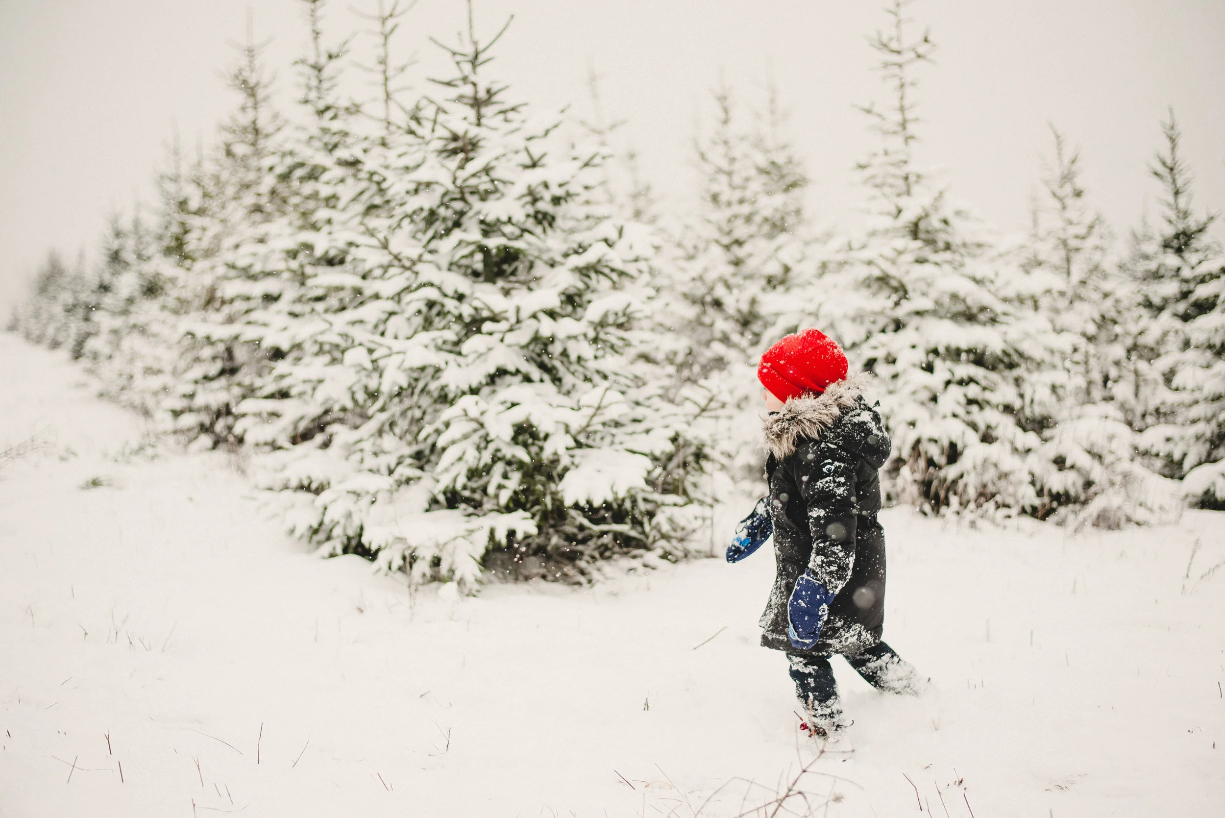 A. Family Nicklas Tree Farm Metamora, MI — Emilee Rose Films