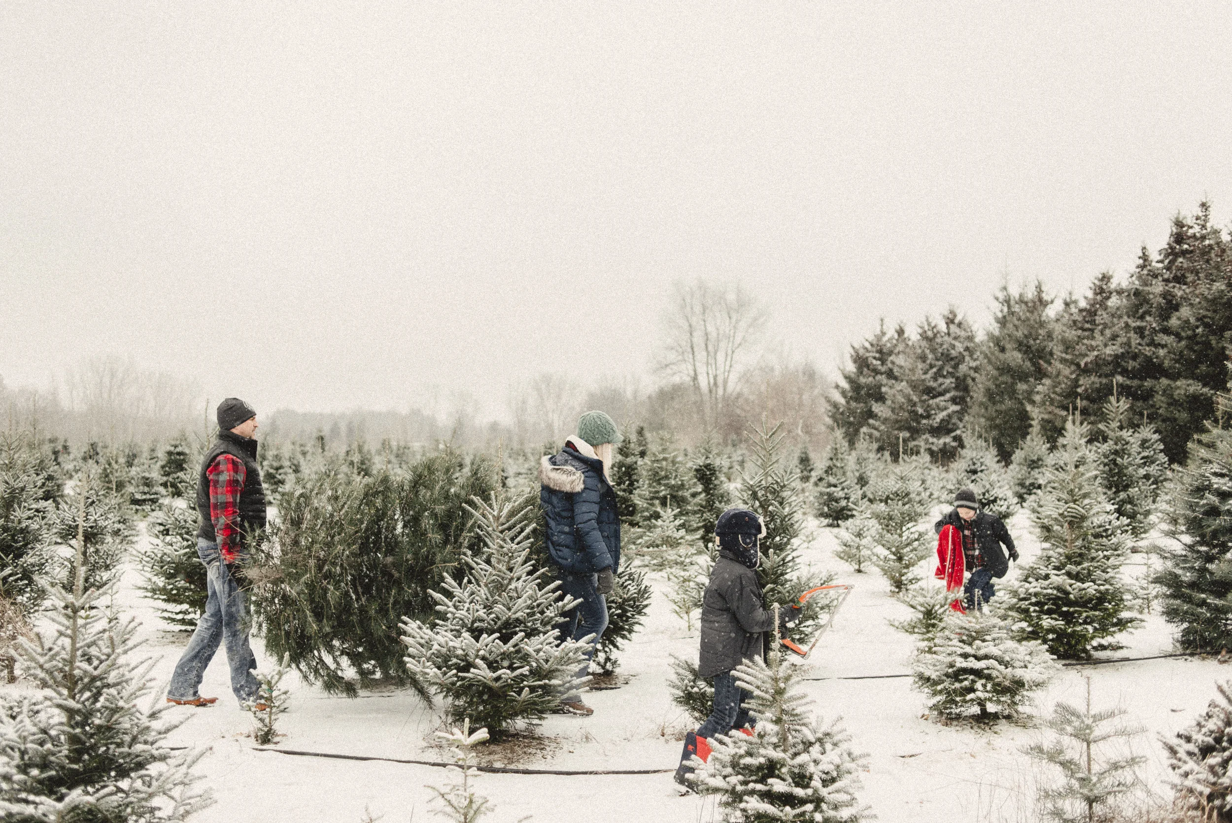 Tree Farm - Winter Family Photos