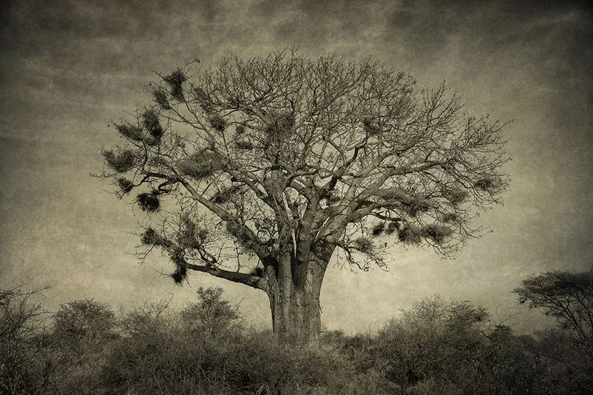 baobab0268320110108meruNP-Edit.jpg