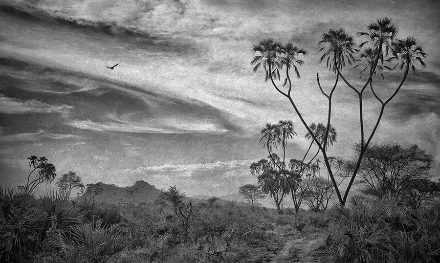 Visions of Paradise.jpg