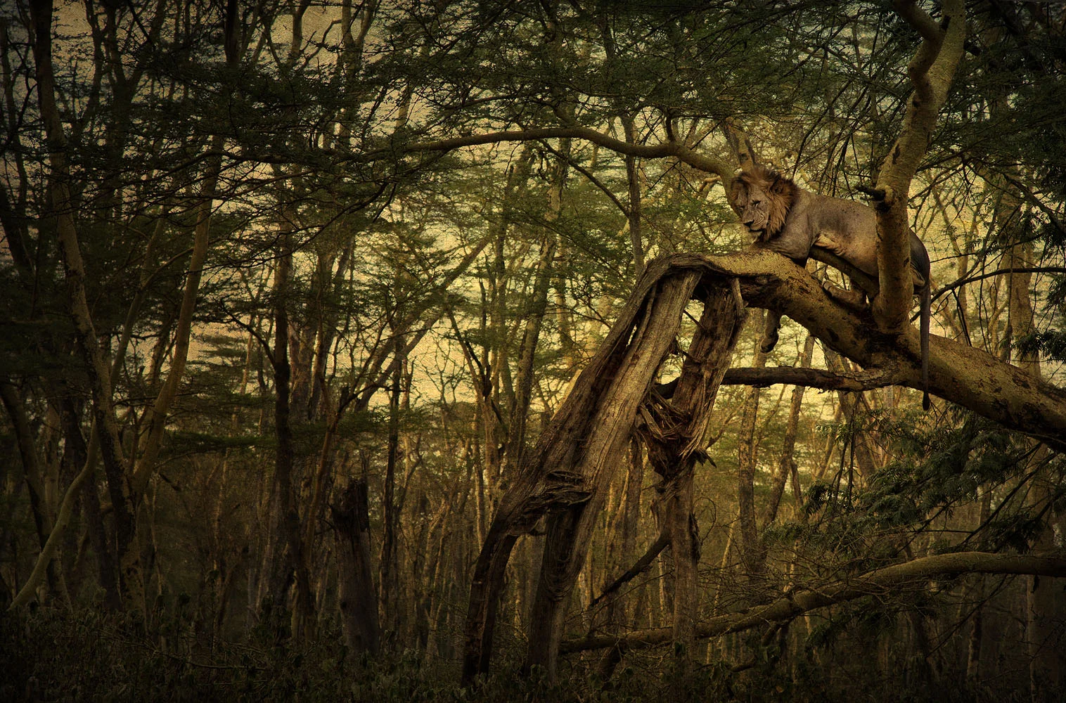 A sad and lonely lion photographed in Lake Nakuru National Park a few days earlier