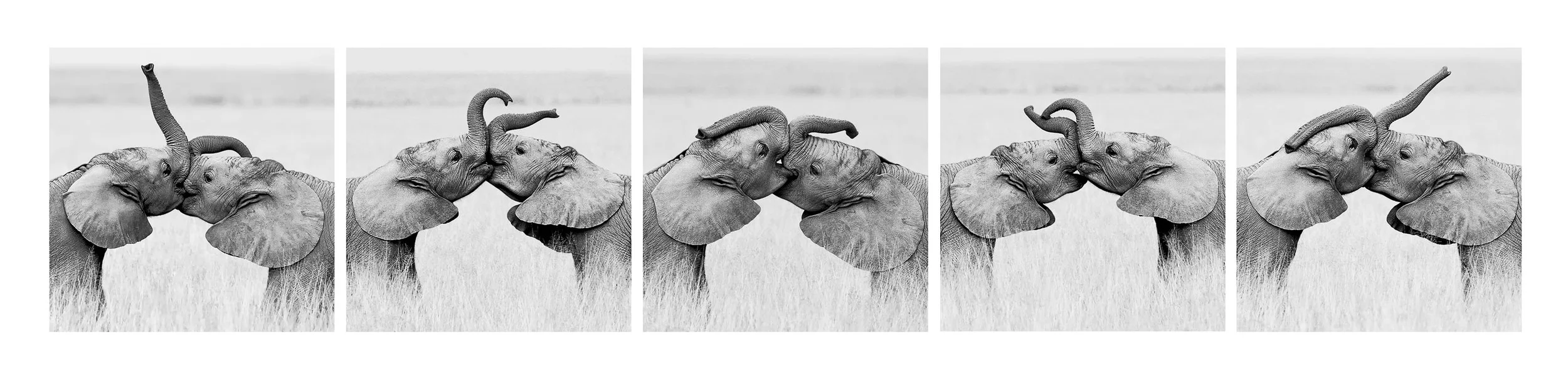 Elephant Kiss