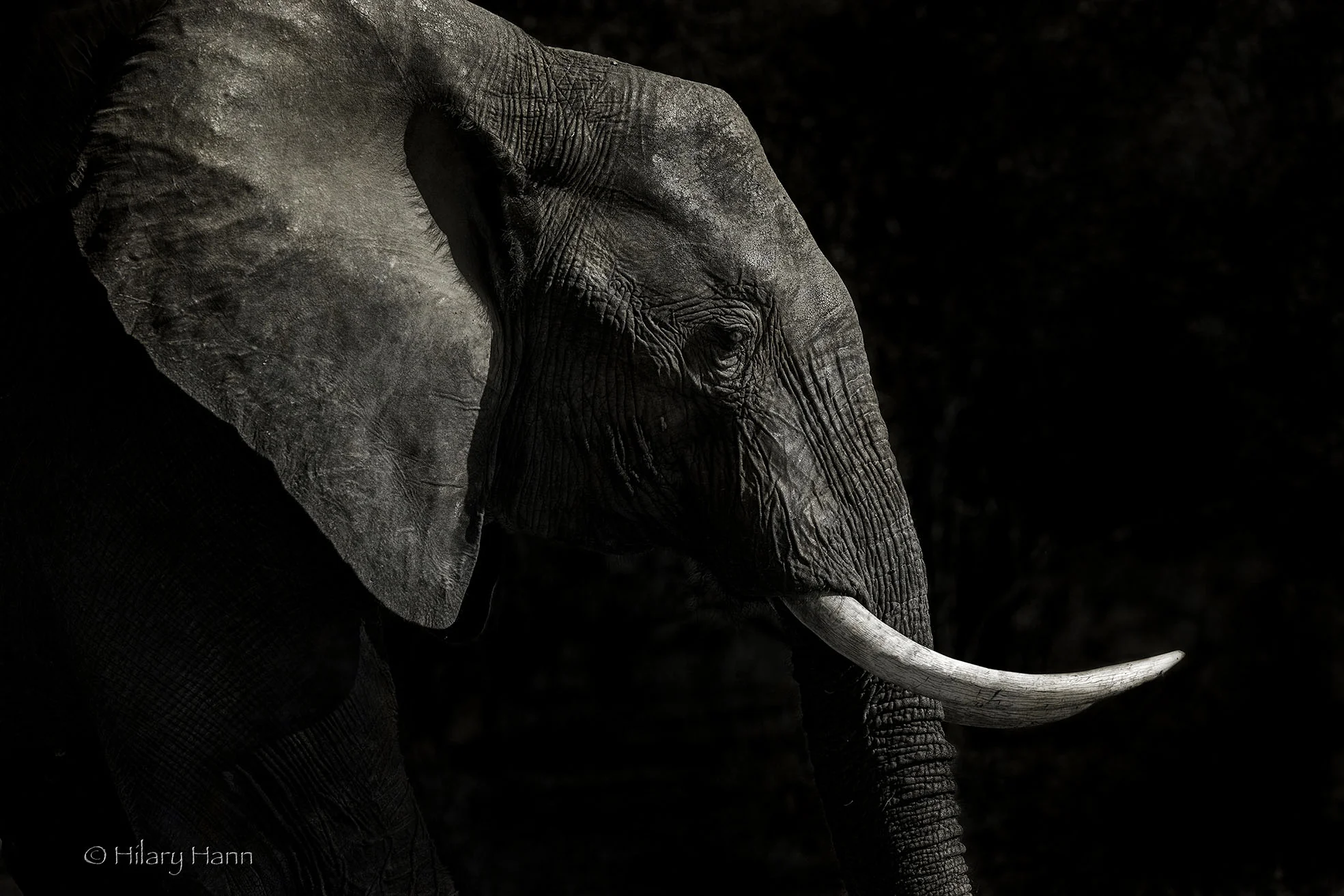 elephant chiarascuro.jpg