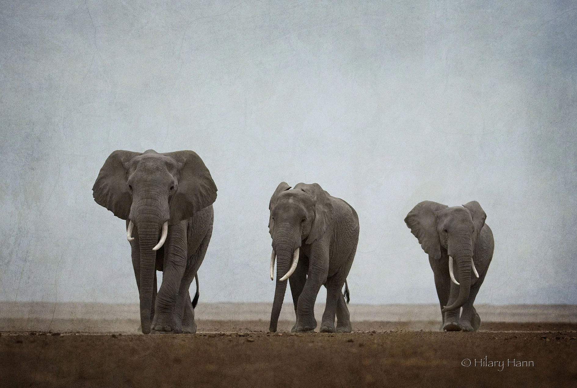 elephants_30I7421.jpg