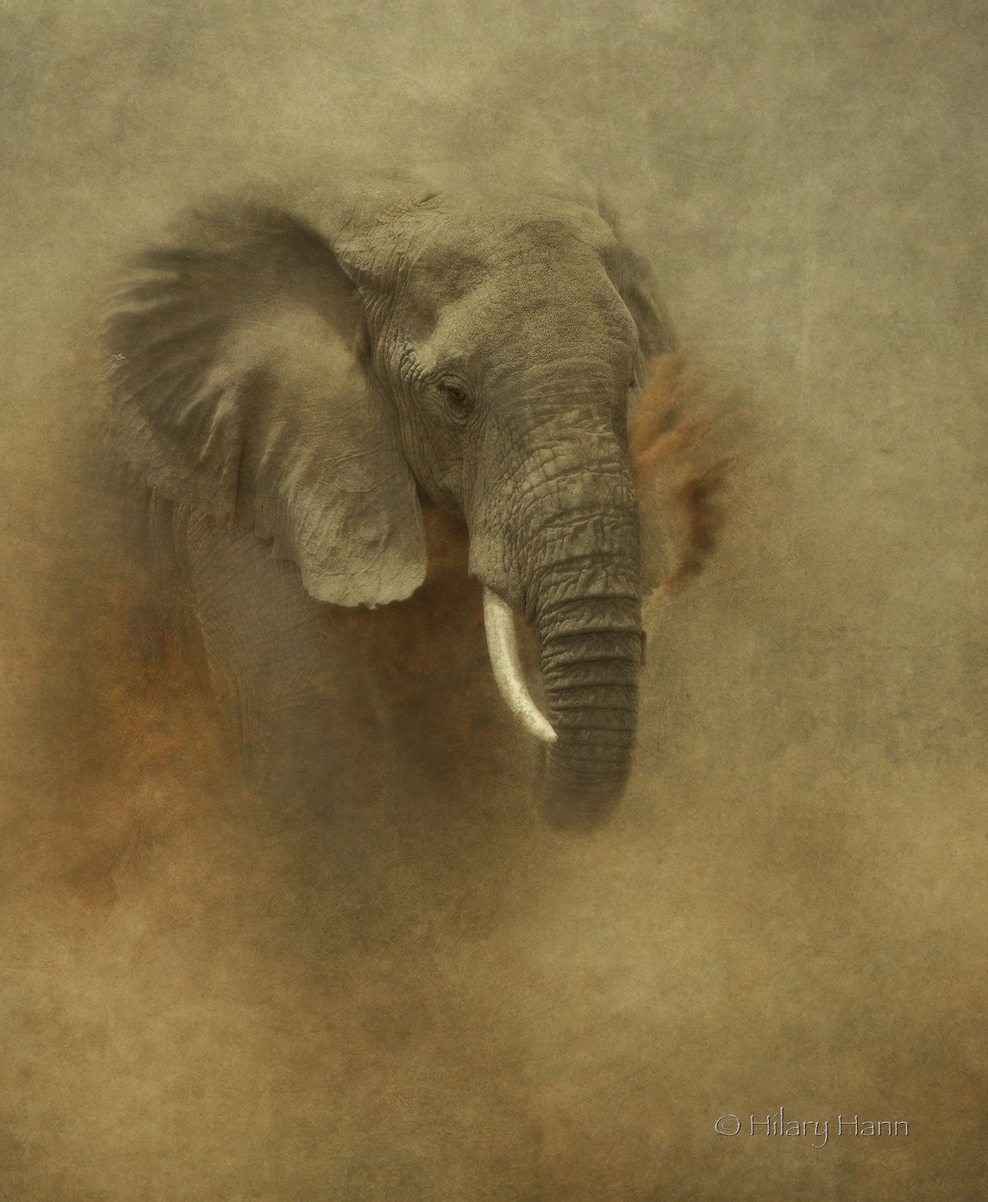 Meru dust bath.jpg