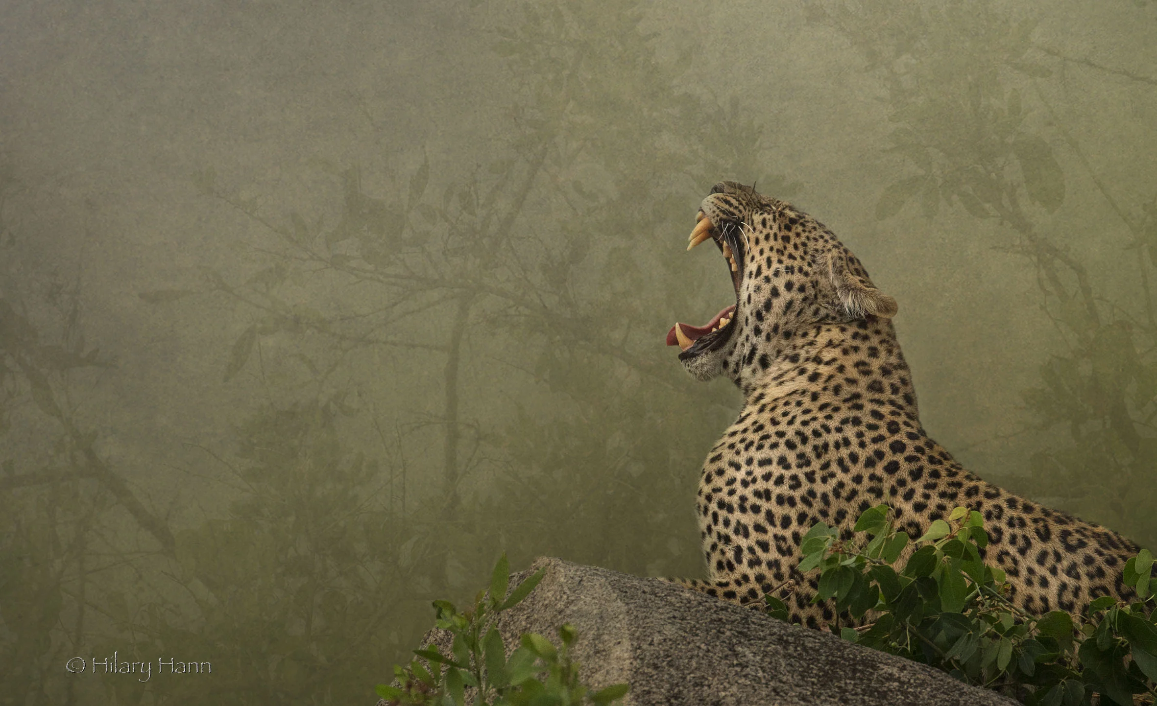leopard_30I3471.jpg