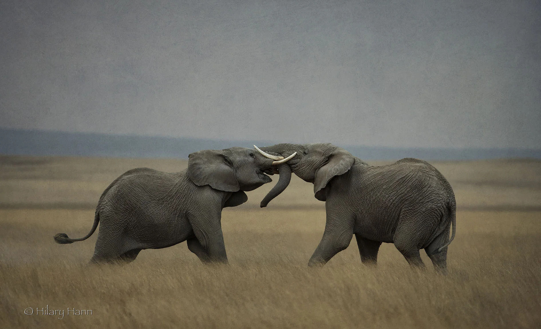 elephant tussle.jpg