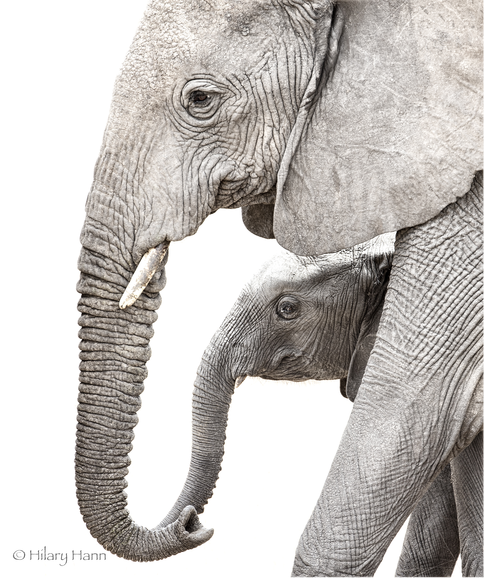 elephant and calf_30I2853.jpg