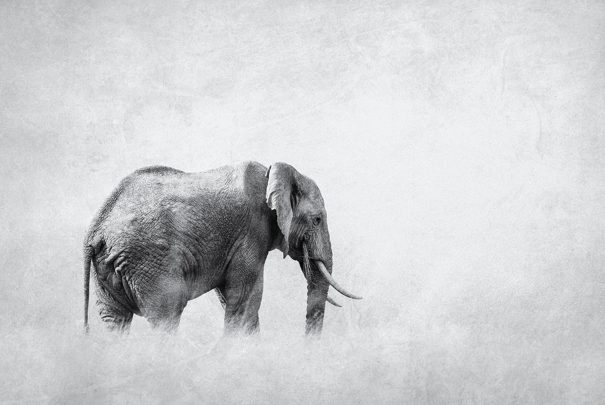 Elephant Song