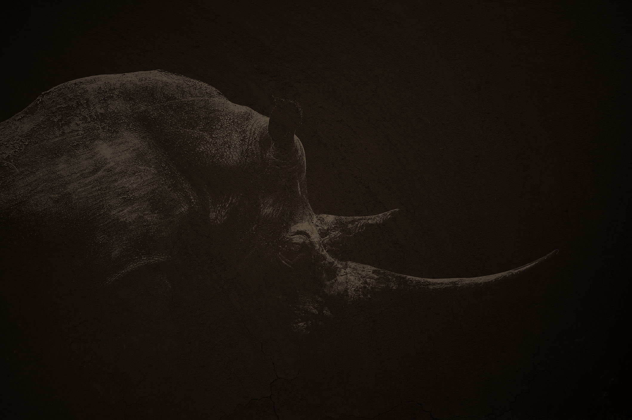 Dark Ghost