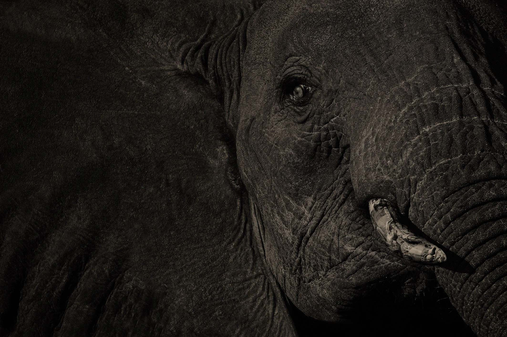 Ivory