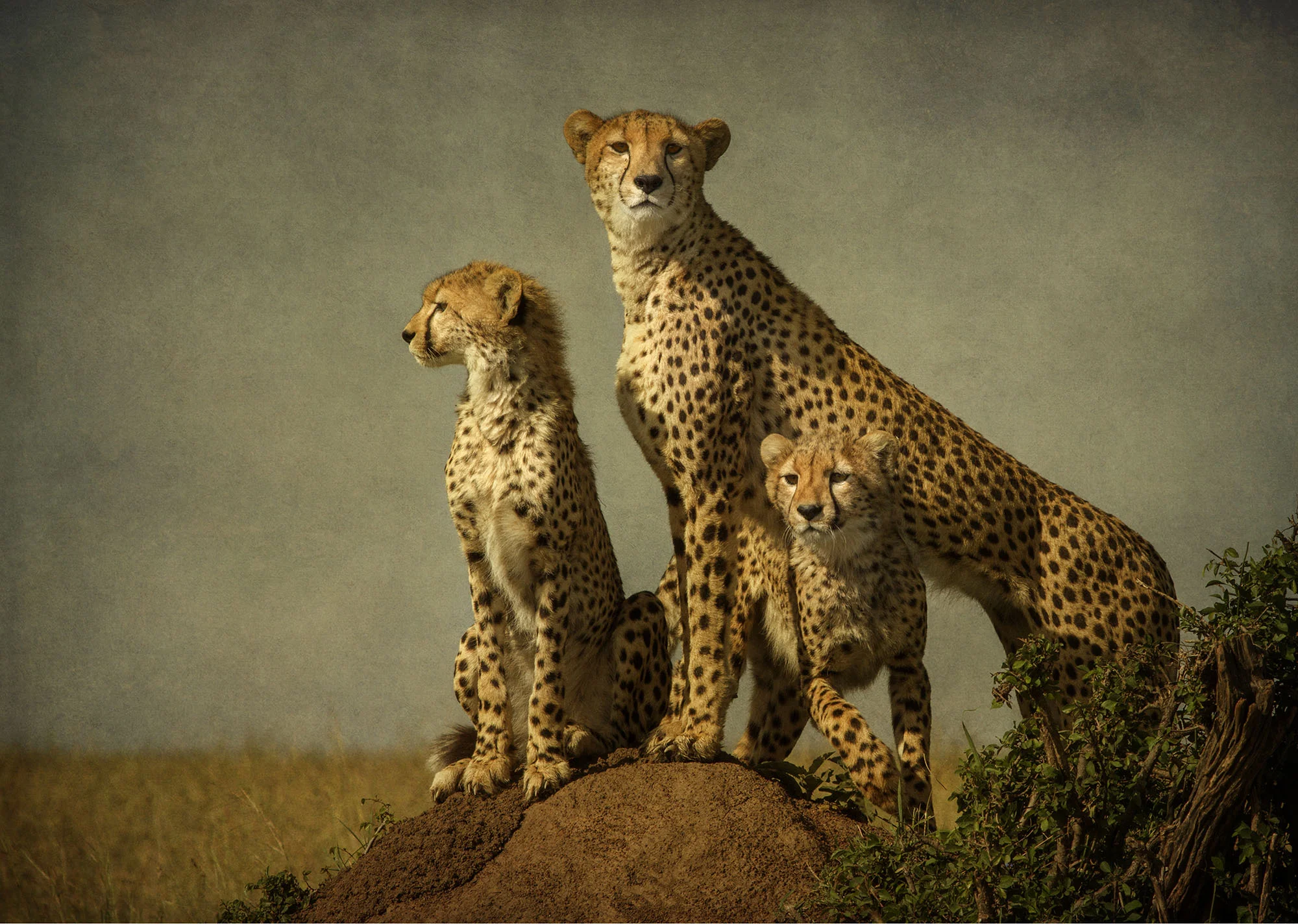 Watchful