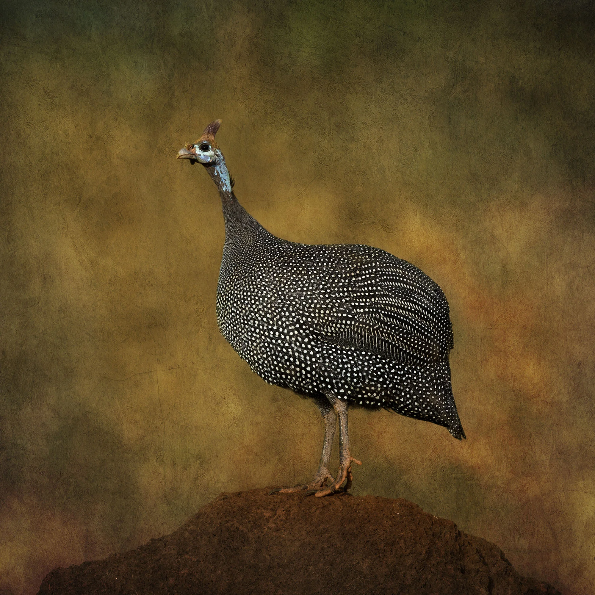 Guinea Fowl - Helmeted