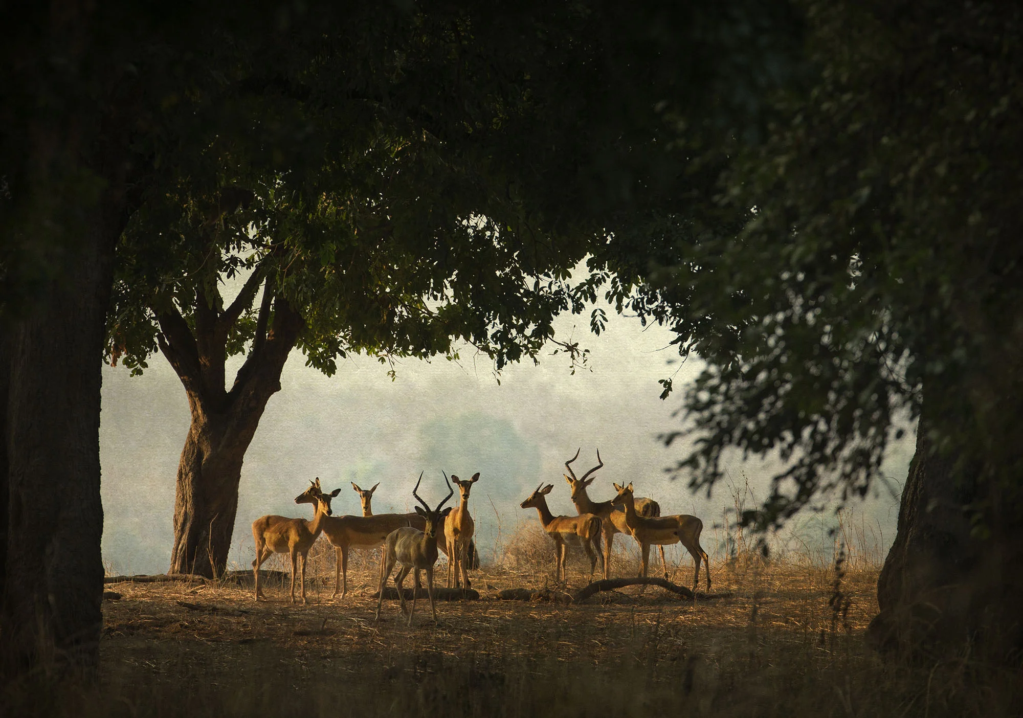 Impala Glade