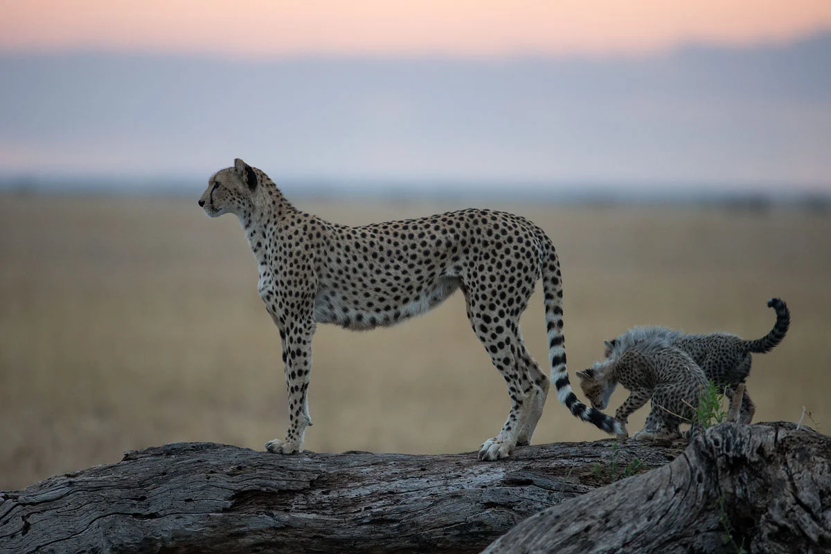 cheetah_30I8168.jpg