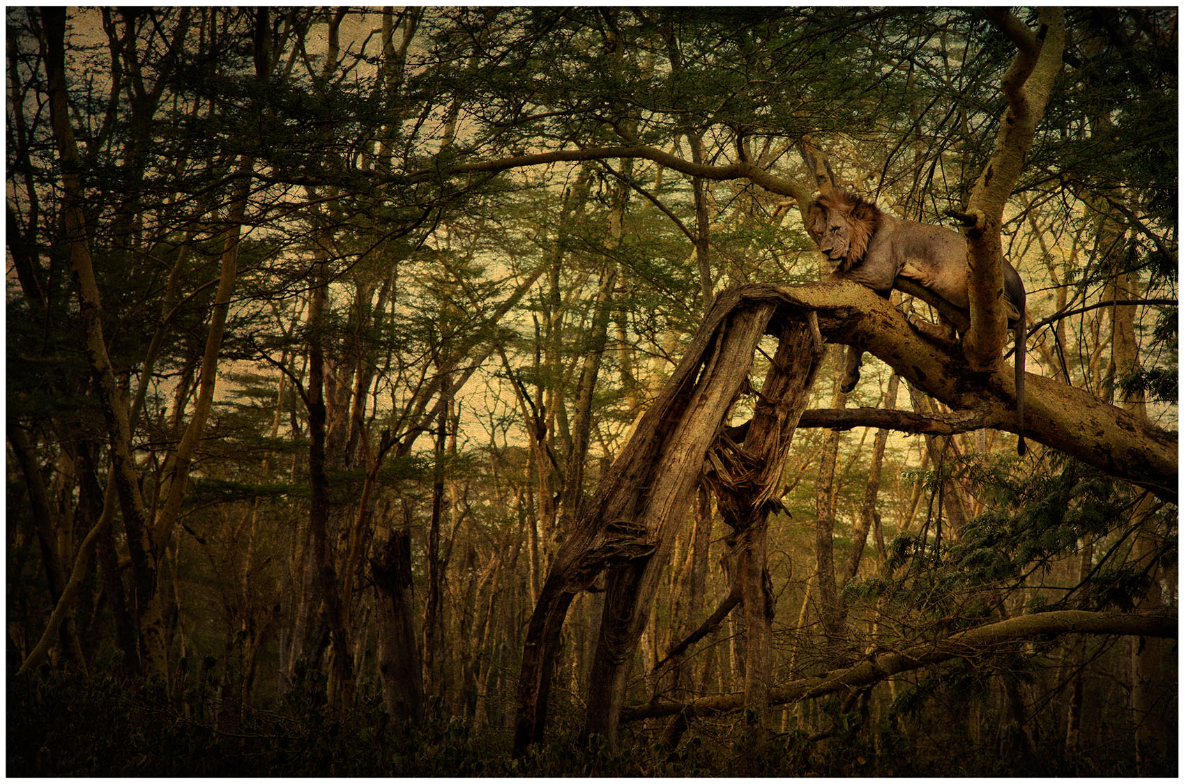 An unexpected surprise to find a handsome lion resting somewhat uncomfortably in the yellow fever tree forest