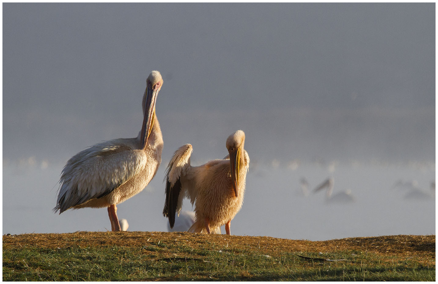 Pelicans enjoying the early morning sun