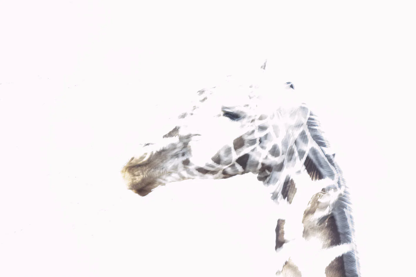 0056620110113lewa.jpg