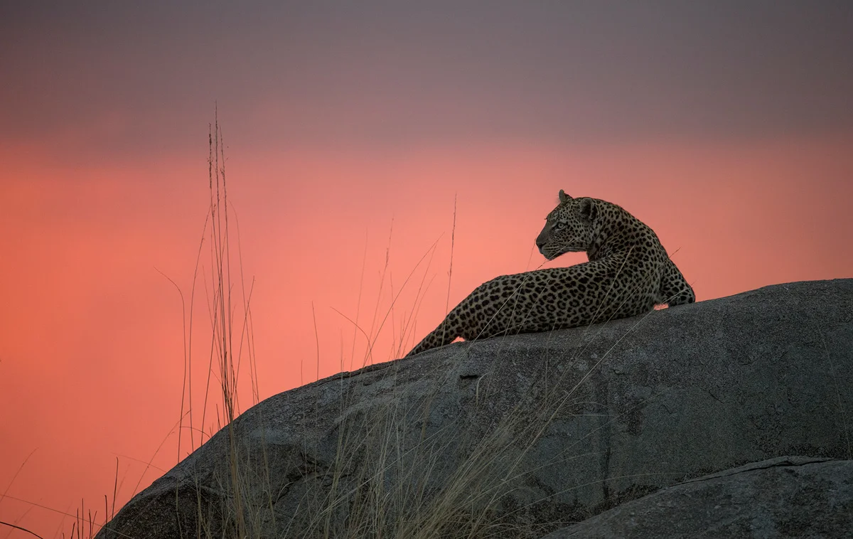 Leopard preparing to hunt - Northern Serengeti