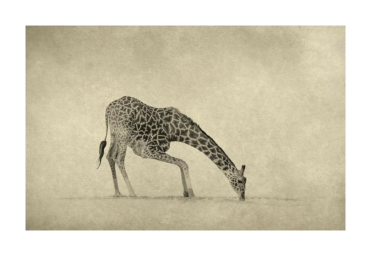 giraffe for website.jpg