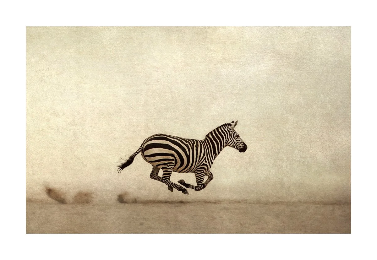 zebra for website.jpg