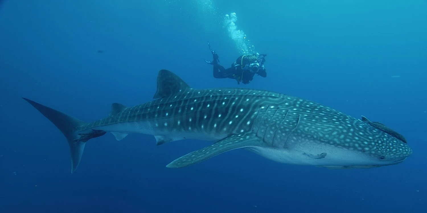 WhaleShark.jpg