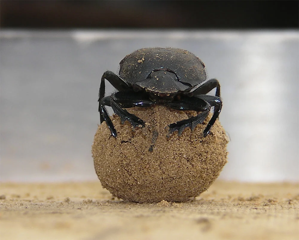 Small bug moving a lot of shit - Dung beetles dance on top of balls of
poo to help them navigate away from rivals bugs as fast as possible, scientists
find.