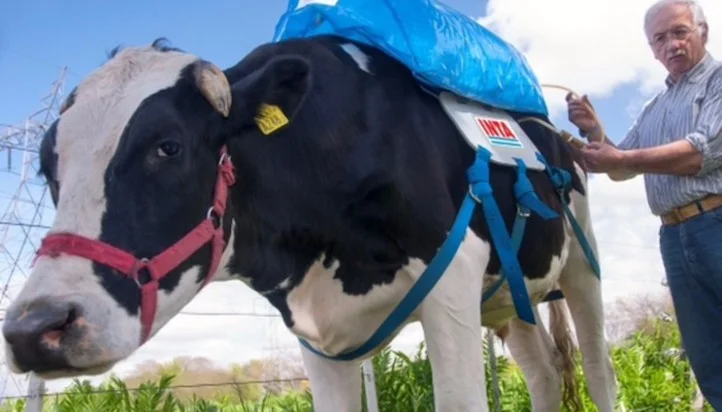 Taliban Cows - Milka bin O’Leary