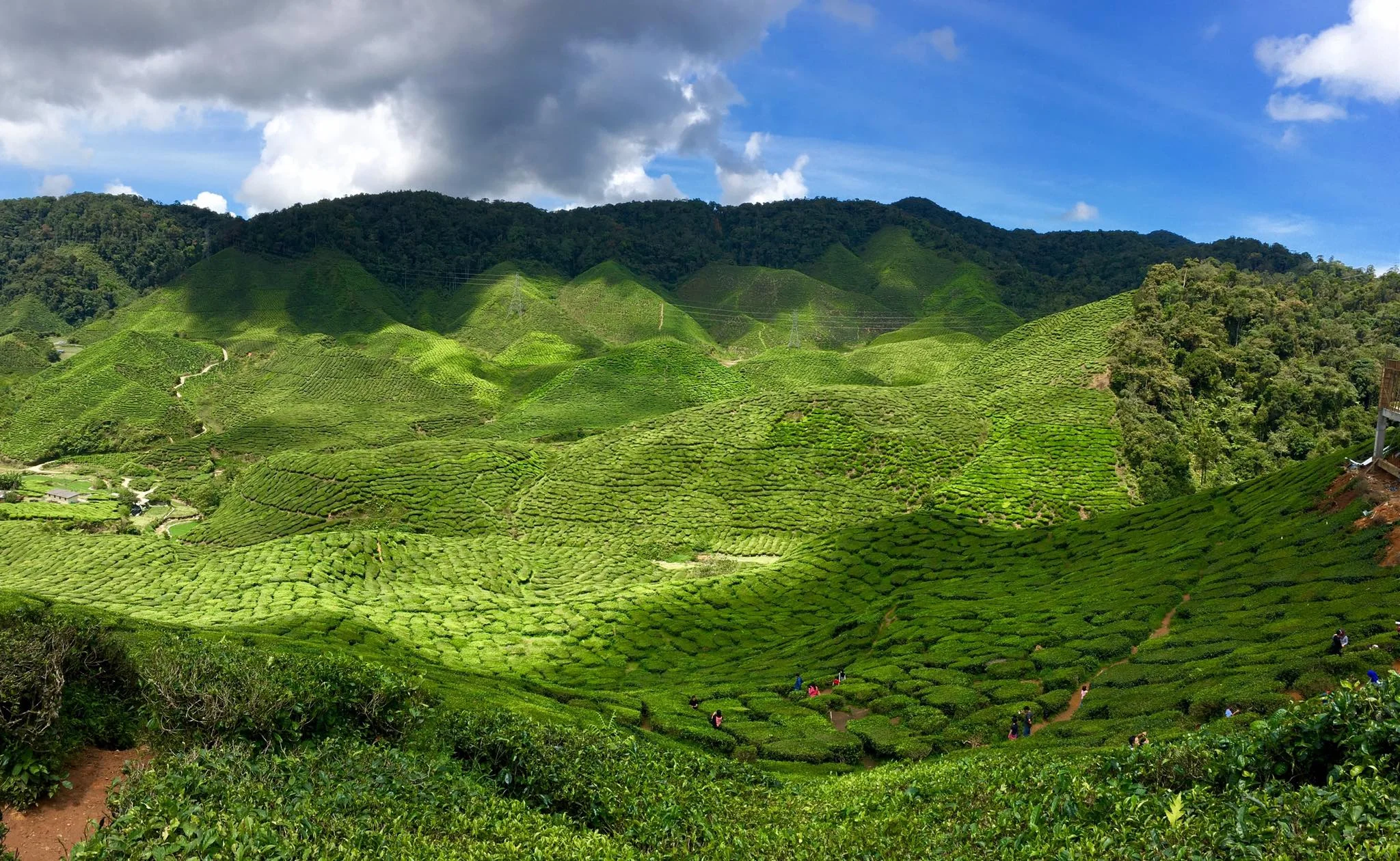 Cameron Highlands in the middle of Malaysia