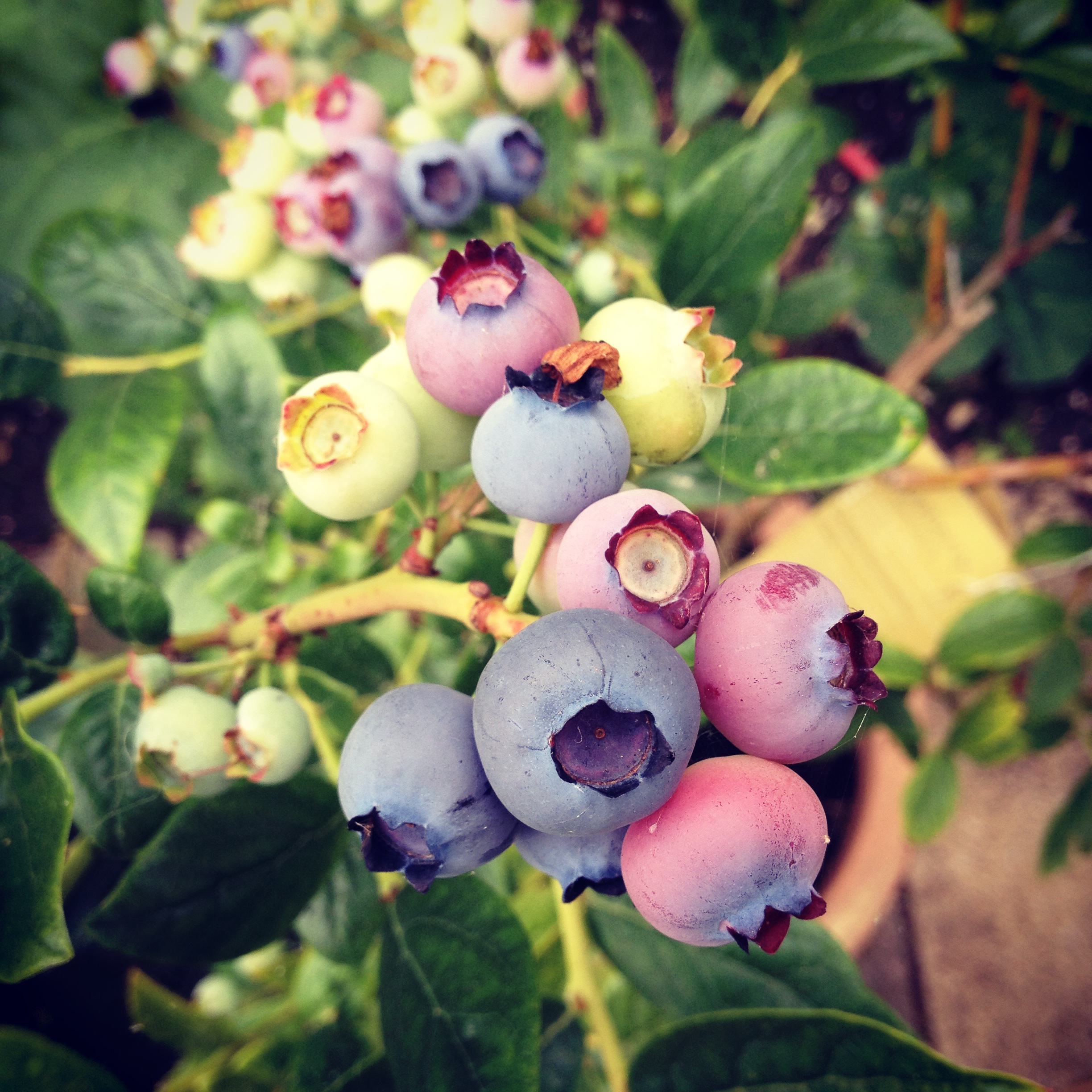 homegrown blueberries look beautiful!