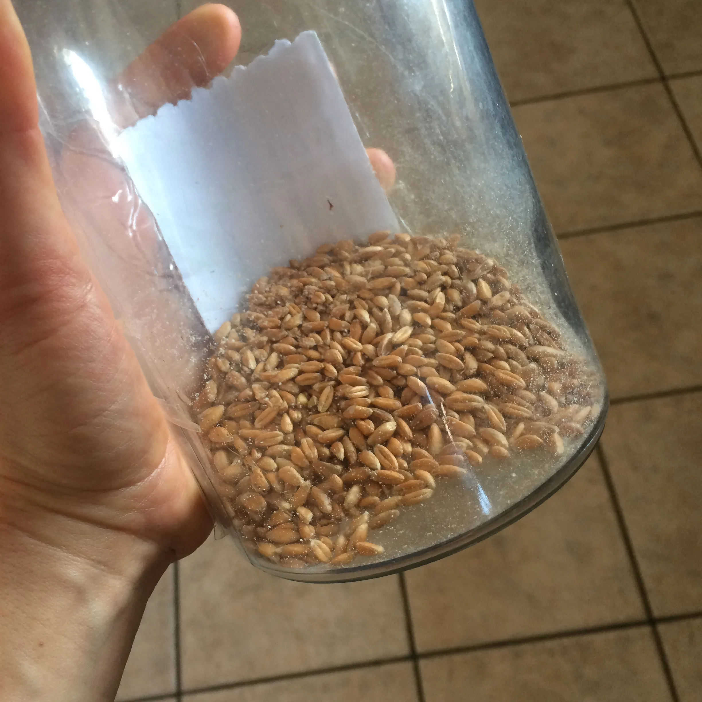 Emmer grains- pre milling