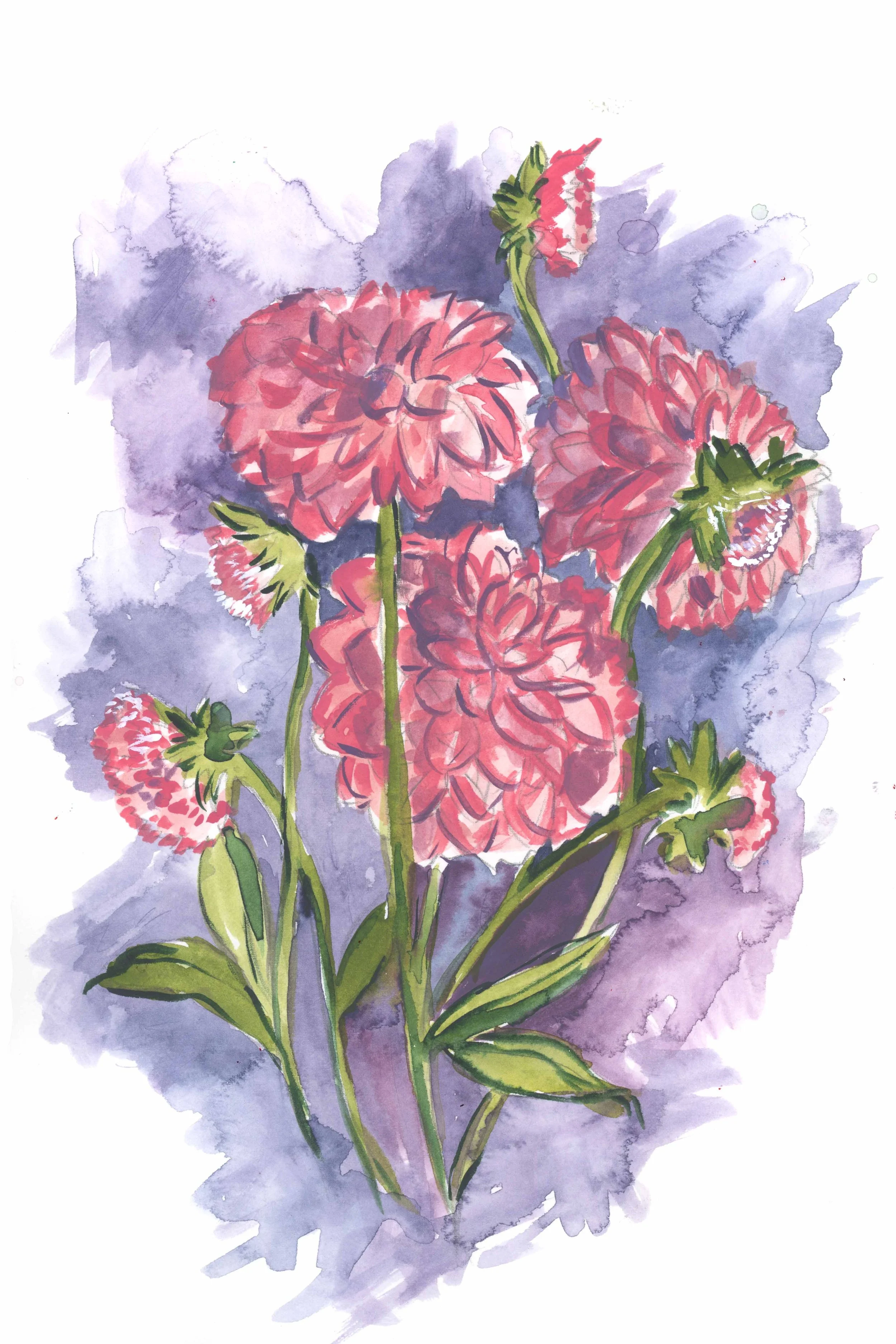 Watercolor illustration of pink dahlias in full bloom with buds and leaves, by Danielle Rose Fisher — set against a deep purple wash background