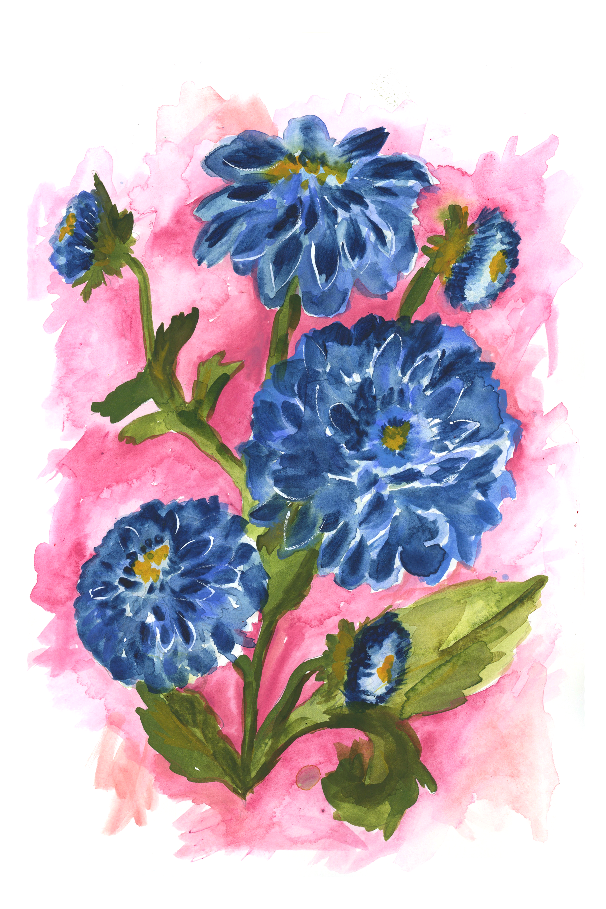 Watercolor illustration of blue dahlias in full bloom with buds and leaves, by Danielle Rose Fisher — set against a vibrant pink wash background
