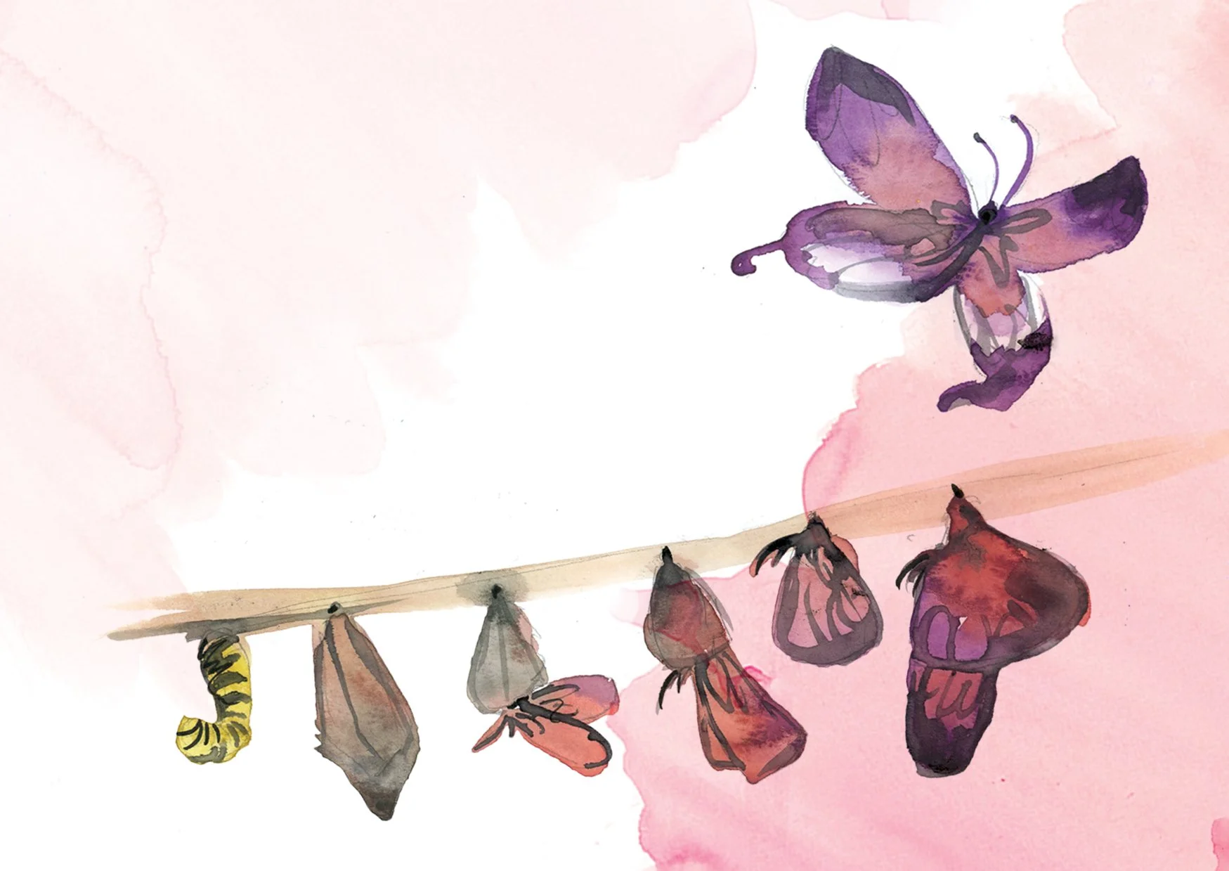 Watercolor illustration of a butterfly and chrysalis series by Danielle Rose Fisher, part of the Women@Work brand identity