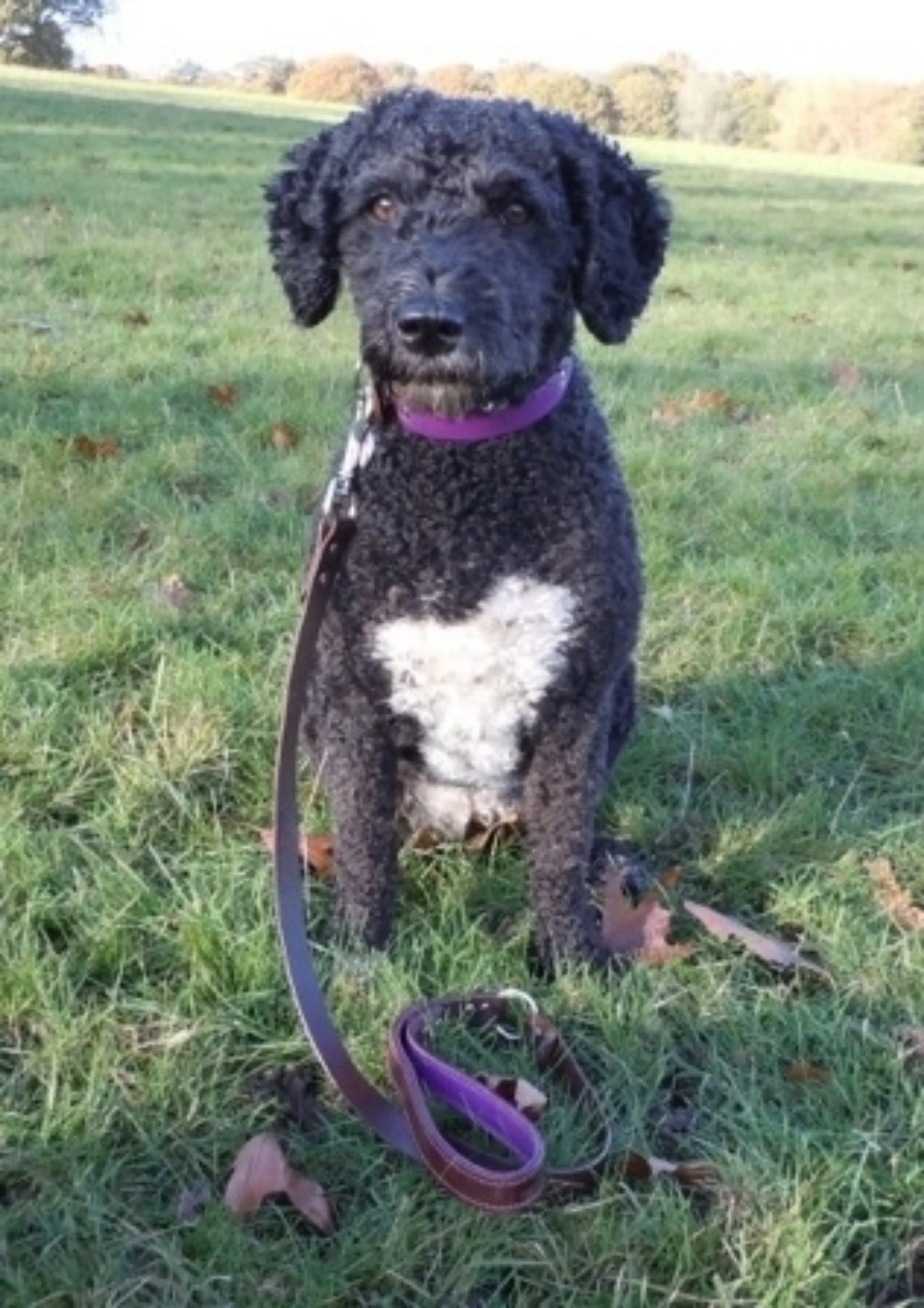 Lola wearing her purple and brown leather with nickel metalwork