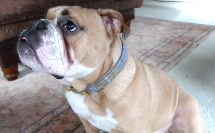 Bentley the British bulldog wearing his mustard and blue tartan Harris tweed and taupe leather collar