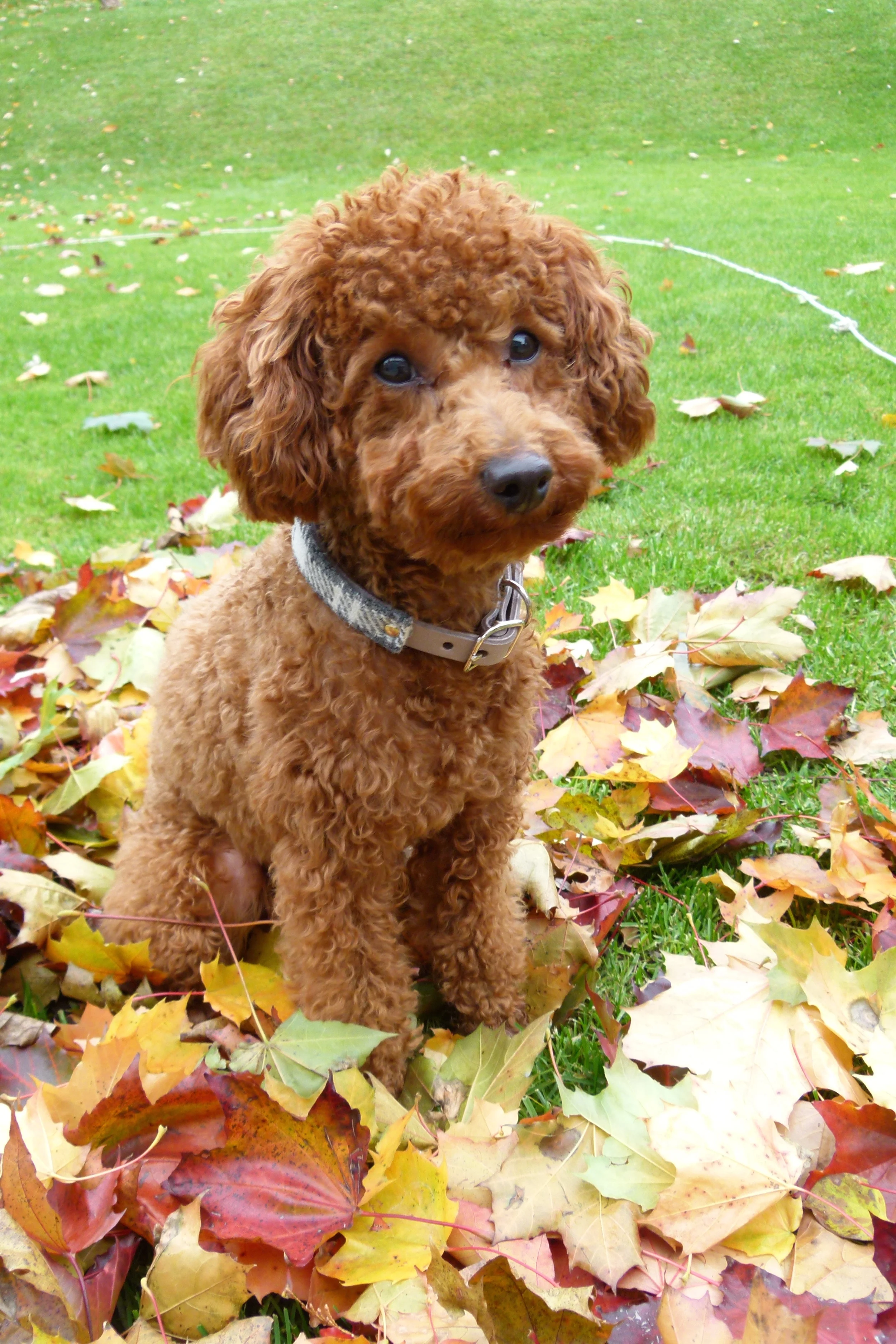 toy poodle collar size